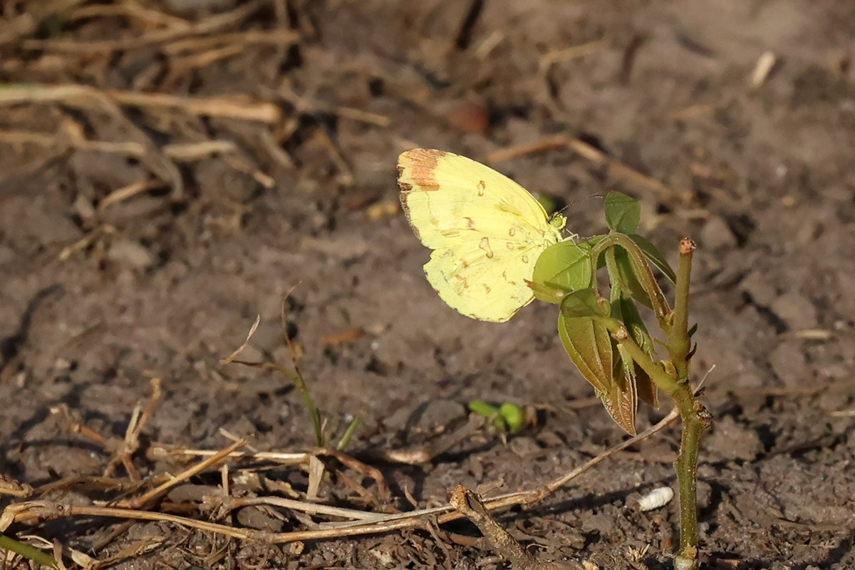 Grasgeeltje - Eurema